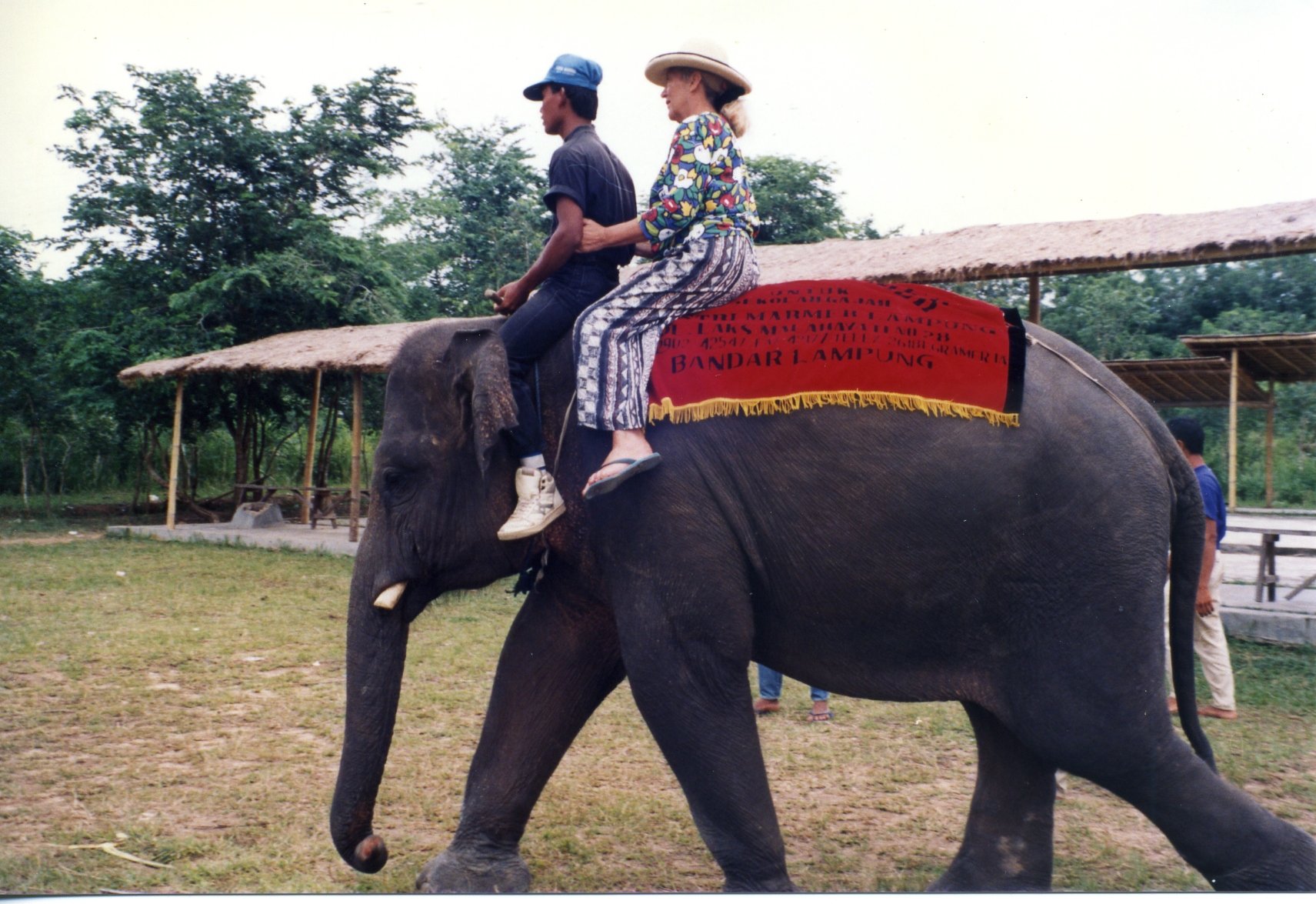 Sumatran Elephant